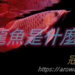 龍魚水溫|2024養龍魚新手指南，飼養龍魚不困難，開缸教學準。